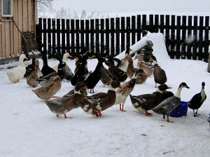 � �� ������� �� �� ������� �������?