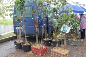 �������, �������� 