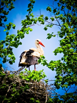 ���� - ���������� ϸ��