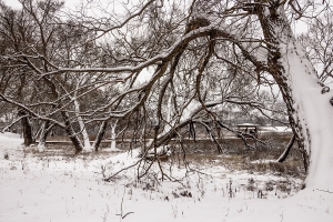 ������ ����������� ���� - ���������� ϸ��