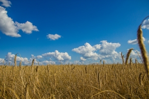 ��������� ���� - ���������� ϸ��