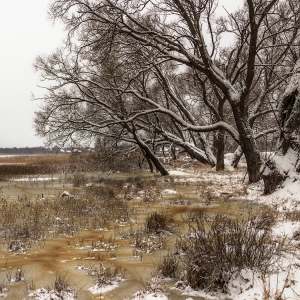 ������ ����� - ���������� ϸ��